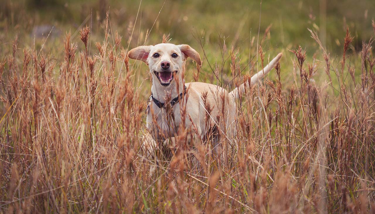 Auswahl der richtigen Rasse: Ein umfassender Leitfaden für die Jagd auf Hunde