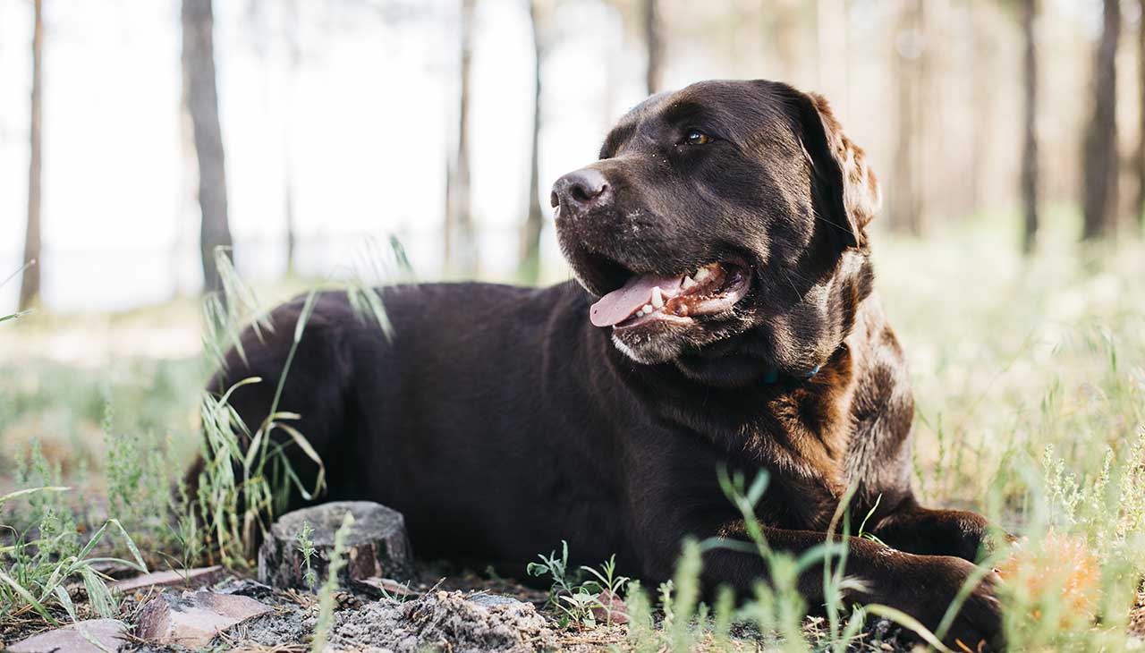 Die unbesungenen Helden des Naturschutzes: Jagdhunde und ihre Auswirkungen