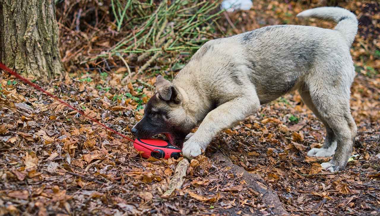 Gesundheit und Ernährung für Ihren Jagdhund: Halten Sie Ihren Begleiter in Topform